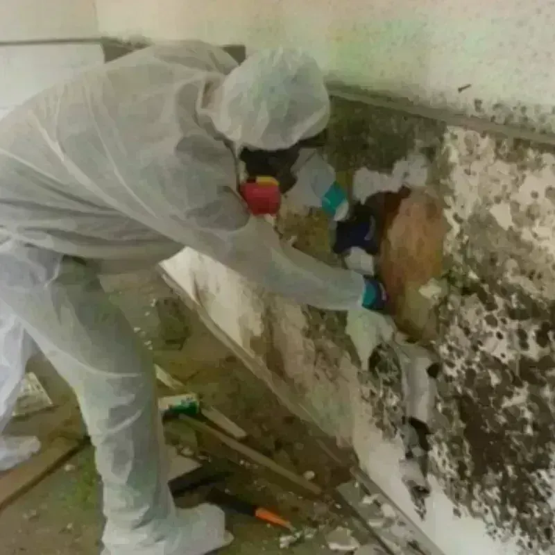 Mold Remediation and Removal in White Pine County, NV